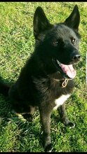 BLACKY, Hund, Deutscher Schäferhund in Kroatien - Bild 2