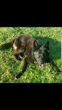 BLACKY, Hund, Deutscher Schäferhund in Kroatien - Bild 3
