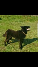 BLACKY, Hund, Deutscher Schäferhund in Kroatien - Bild 4