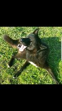 BLACKY, Hund, Deutscher Schäferhund in Kroatien - Bild 5