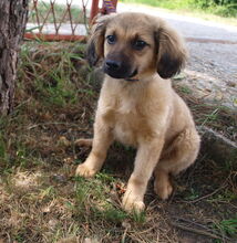 DUKE, Hund, Mischlingshund in Kroatien - Bild 10