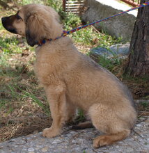 DUKE, Hund, Mischlingshund in Kroatien - Bild 4