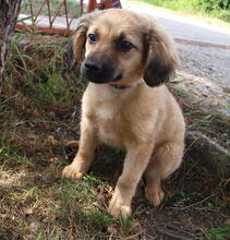 DUKE, Hund, Mischlingshund in Kroatien - Bild 5