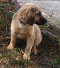 DUKE, Hund, Mischlingshund in Kroatien - Bild 8