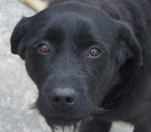 MOLLY, Hund, Labrador Retriever-Mix in Rumänien - Bild 1