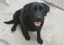MOLLY, Hund, Labrador Retriever-Mix in Rumänien - Bild 2