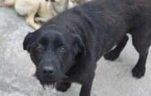MOLLY, Hund, Labrador Retriever-Mix in Rumänien - Bild 3