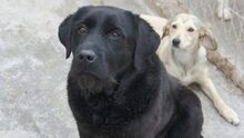MOLLY, Hund, Labrador Retriever-Mix in Rumänien - Bild 5