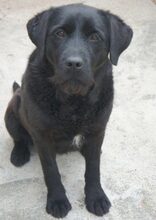 MOLLY, Hund, Labrador Retriever-Mix in Rumänien - Bild 7