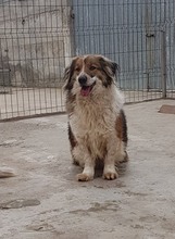 SCOT, Hund, Mischlingshund in Rumänien - Bild 1