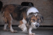 SCOT, Hund, Mischlingshund in Rumänien - Bild 12