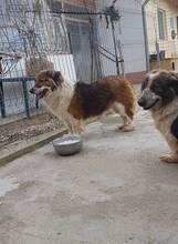 SCOT, Hund, Mischlingshund in Rumänien - Bild 2