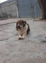 SCOT, Hund, Mischlingshund in Rumänien - Bild 3