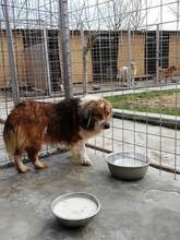 SCOT, Hund, Mischlingshund in Rumänien - Bild 4