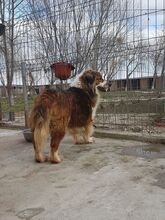 SCOT, Hund, Mischlingshund in Rumänien - Bild 5