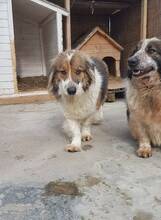 SCOT, Hund, Mischlingshund in Rumänien - Bild 6