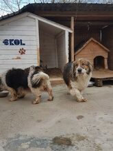 SCOT, Hund, Mischlingshund in Rumänien - Bild 7