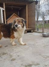 SCOT, Hund, Mischlingshund in Rumänien - Bild 8