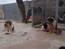 SCOT, Hund, Mischlingshund in Rumänien - Bild 9