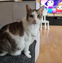 LIBBY, Katze, Europäisch Kurzhaar in Spanien - Bild 2
