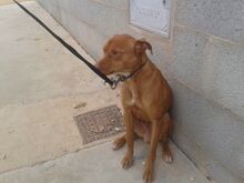 NELSON, Hund, Podenco-Mix in Spanien - Bild 10