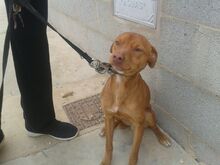 NELSON, Hund, Podenco-Mix in Spanien - Bild 6