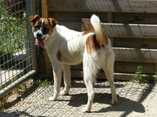 FINJA, Hund, Mischlingshund in Münchberg - Bild 2