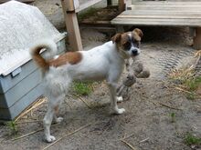 FINJA, Hund, Mischlingshund in Münchberg - Bild 5