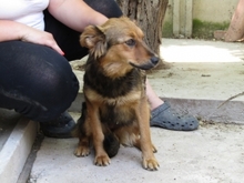BARBI, Hund, Mischlingshund in Ungarn - Bild 4