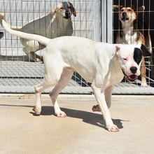 TRONCHO, Hund, Dogo Argentino in Spanien - Bild 2