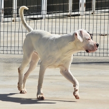 TRONCHO, Hund, Dogo Argentino in Spanien - Bild 4