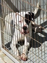 TRONCHO, Hund, Dogo Argentino in Spanien - Bild 5