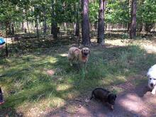 COLUMBO, Hund, Mischlingshund in Velten - Bild 5