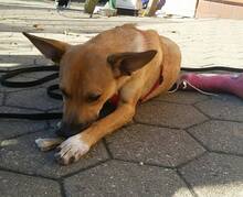 ALFREDO/FREDO, Hund, Mischlingshund in München - Bild 9