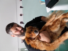 FRANKY, Hund, Mischlingshund in Rumänien - Bild 2