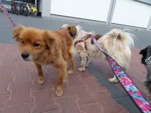 FRANKY, Hund, Mischlingshund in Rumänien - Bild 3