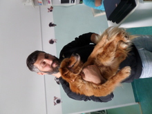 FRANKY, Hund, Mischlingshund in Rumänien - Bild 5