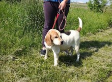 ISABEL, Hund, Beagle-Mix in Ungarn - Bild 1