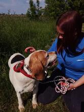 ISABEL, Hund, Beagle-Mix in Ungarn - Bild 2
