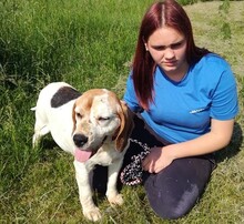 ISABEL, Hund, Beagle-Mix in Ungarn - Bild 4