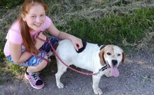 ISABEL, Hund, Beagle-Mix in Ungarn - Bild 9