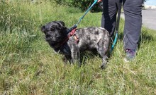TOPI, Hund, Mischlingshund in Ungarn - Bild 1