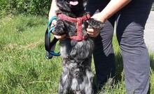 TOPI, Hund, Mischlingshund in Ungarn - Bild 10