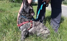 TOPI, Hund, Mischlingshund in Ungarn - Bild 14