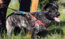 TOPI, Hund, Mischlingshund in Ungarn - Bild 16