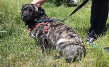 TOPI, Hund, Mischlingshund in Ungarn - Bild 4