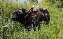 TOPI, Hund, Mischlingshund in Ungarn - Bild 7