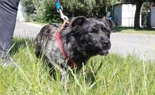 TOPI, Hund, Mischlingshund in Ungarn - Bild 9