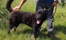 ASTOR, Hund, Mischlingshund in Ungarn - Bild 3