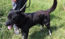 ASTOR, Hund, Mischlingshund in Ungarn - Bild 4